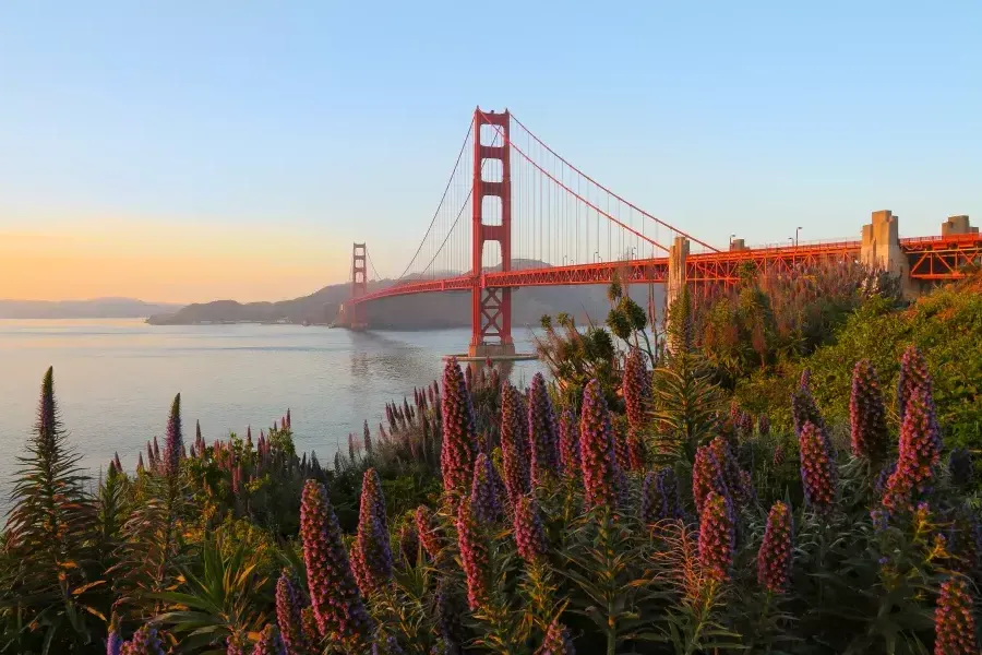 Golden Gate Bridge 전면에 큰 꽃과 함께 사진에 담겼습니다.